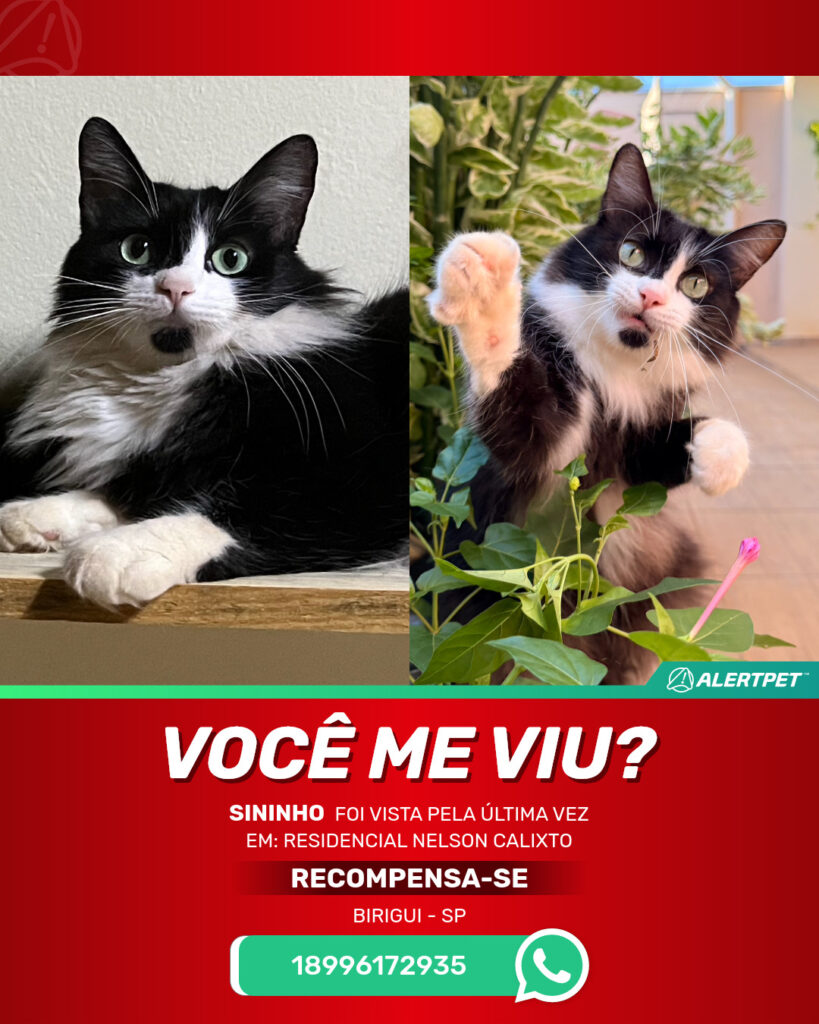 sininho-gato-desaparecido-birigui-18-08-2025_lost_image
