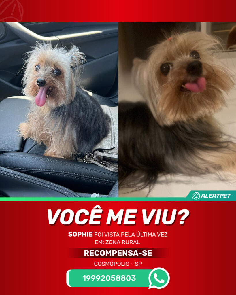 sophie-cachorro-desaparecido-cosmopolis-15-08-2025_lost_image