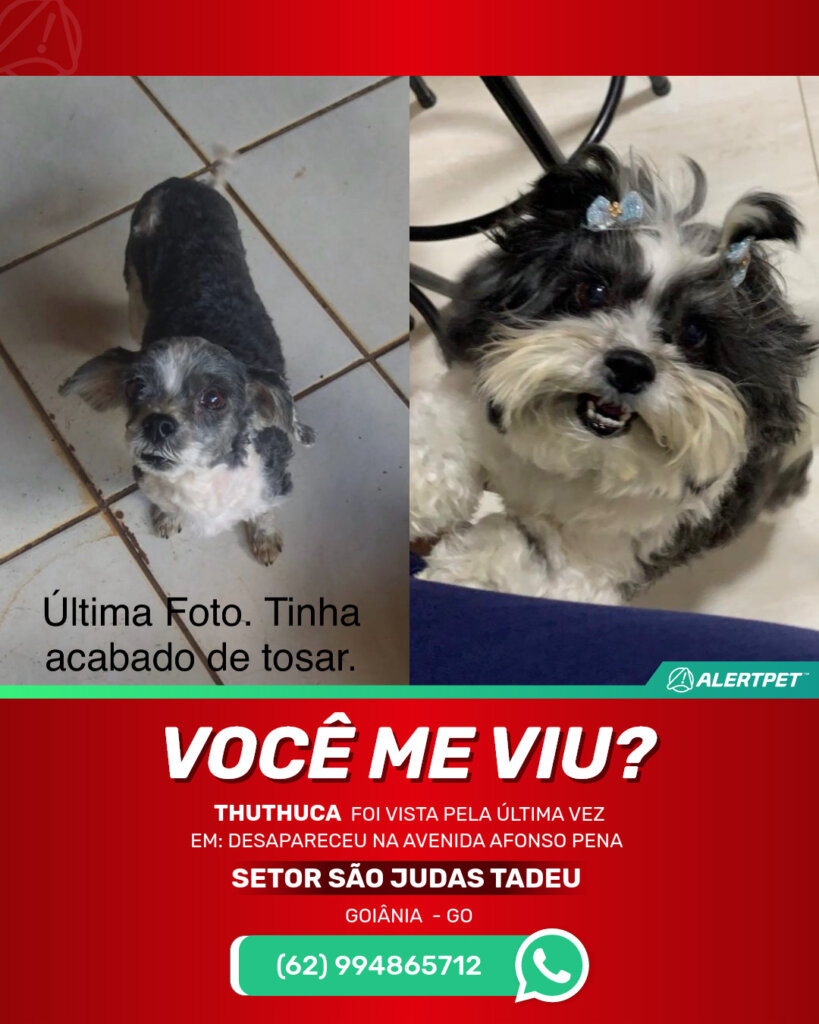 thuthuca-cachorro-desaparecido-goiania-28-08-2025_lost_image