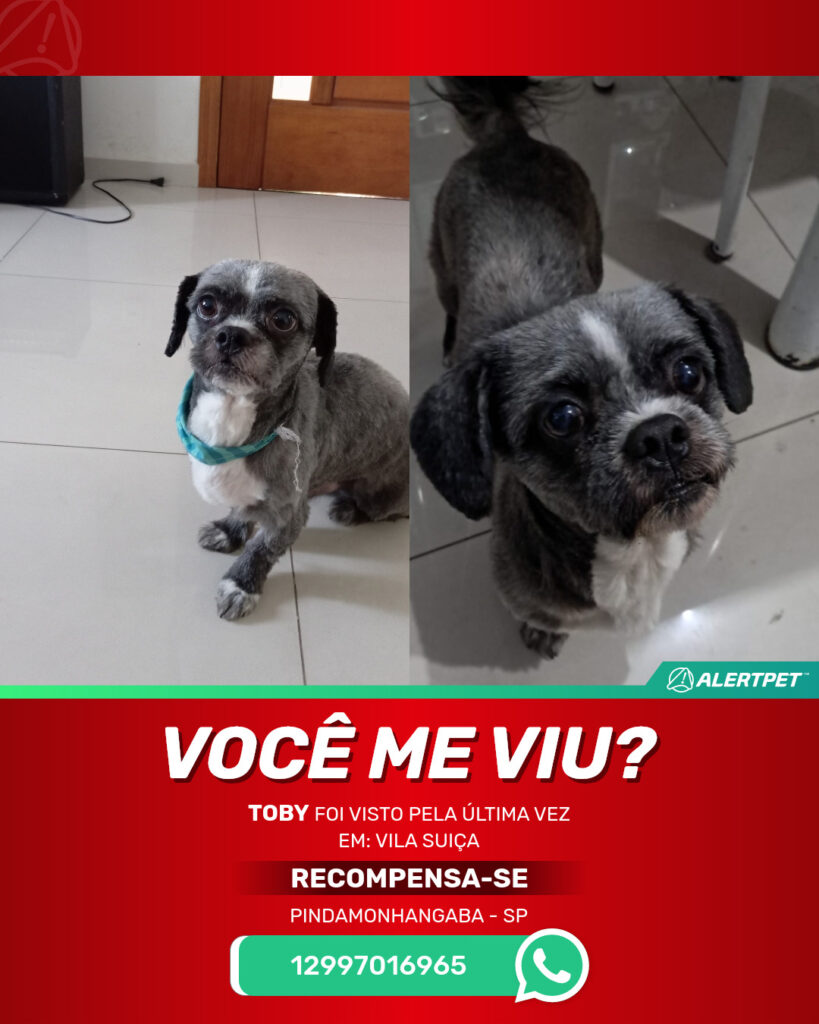 toby-cachorro-desaparecido-pindamonhangaba-18-08-2025_lost_image