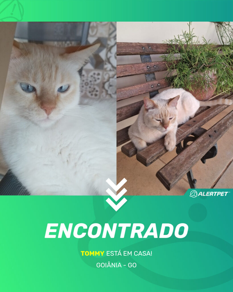 tommy-gato-desaparecido-goiania-12-08-2025_found_image