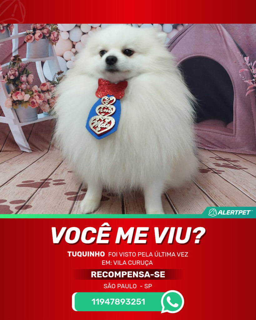 tuquinho-cachorro-desaparecido-sao-paulo-27-08-2025_lost_image
