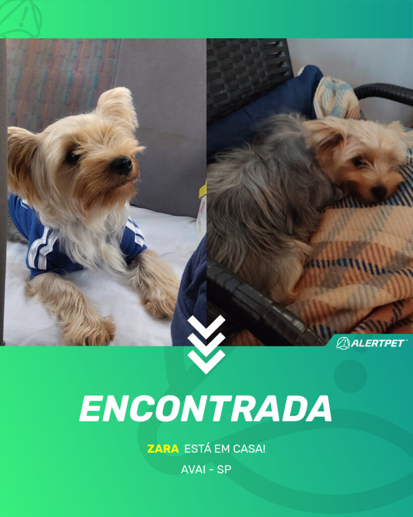 zara-cachorro-desaparecido-avai-12-08-2025_found_image