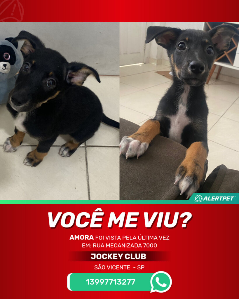 amora-cachorro-desaparecido-sao-vicente-30-09-2025_lost_image