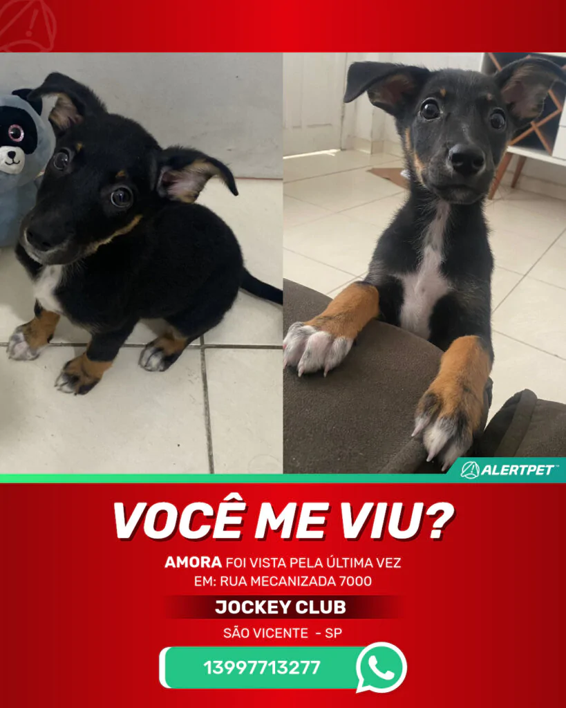amora-cachorro-desaparecido-sao-vicente-30-09-2025_lost_image