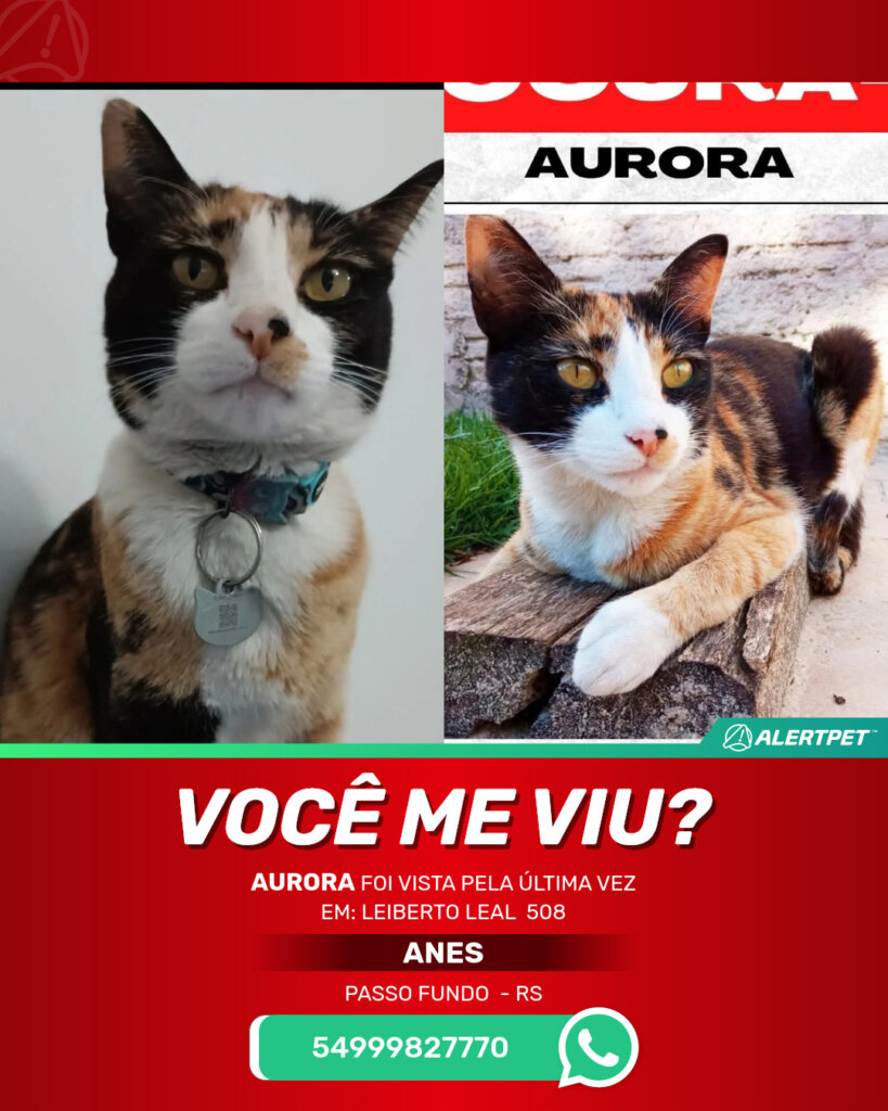 aurora-gato-desaparecido-passo-fundo-10-09-2025_lost_image