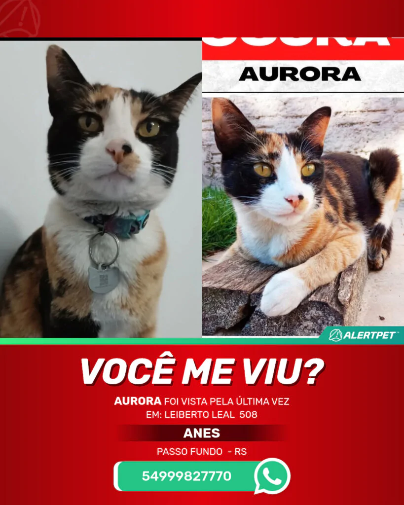 aurora-gato-desaparecido-passo-fundo-10-09-2025_lost_image