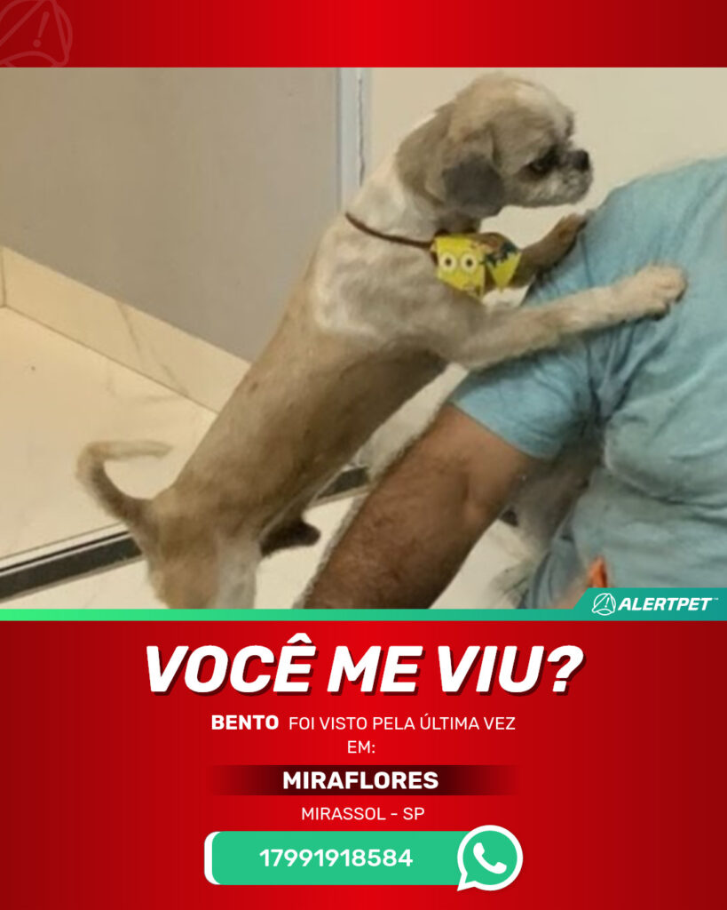 bento-cachorro-desaparecido-mirassol-08-09-2025-2_lost_image