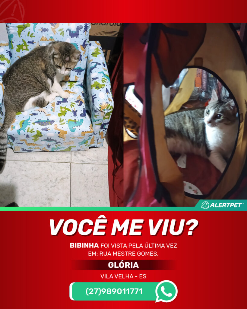 bibinha-gato-desaparecido-vila-velha-13-09-2025_lost_image