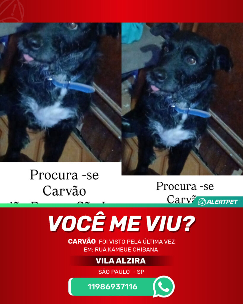 carvao-cachorro-desaparecido-sao-paulo-03-09-2025_lost_image