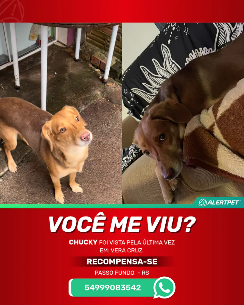 chucky-cachorro-desaparecido-passo-fundo-01-09-2025_lost_image
