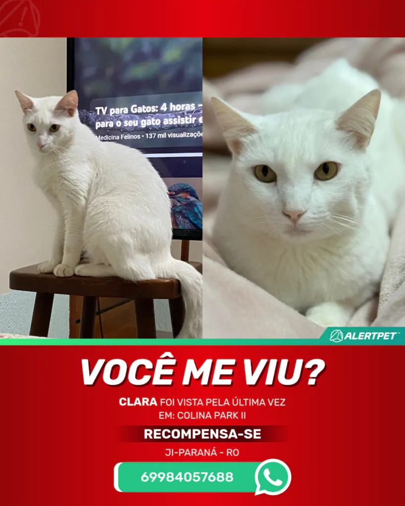 clara-gato-desaparecido-ji-parana-30-09-2025_lost_image