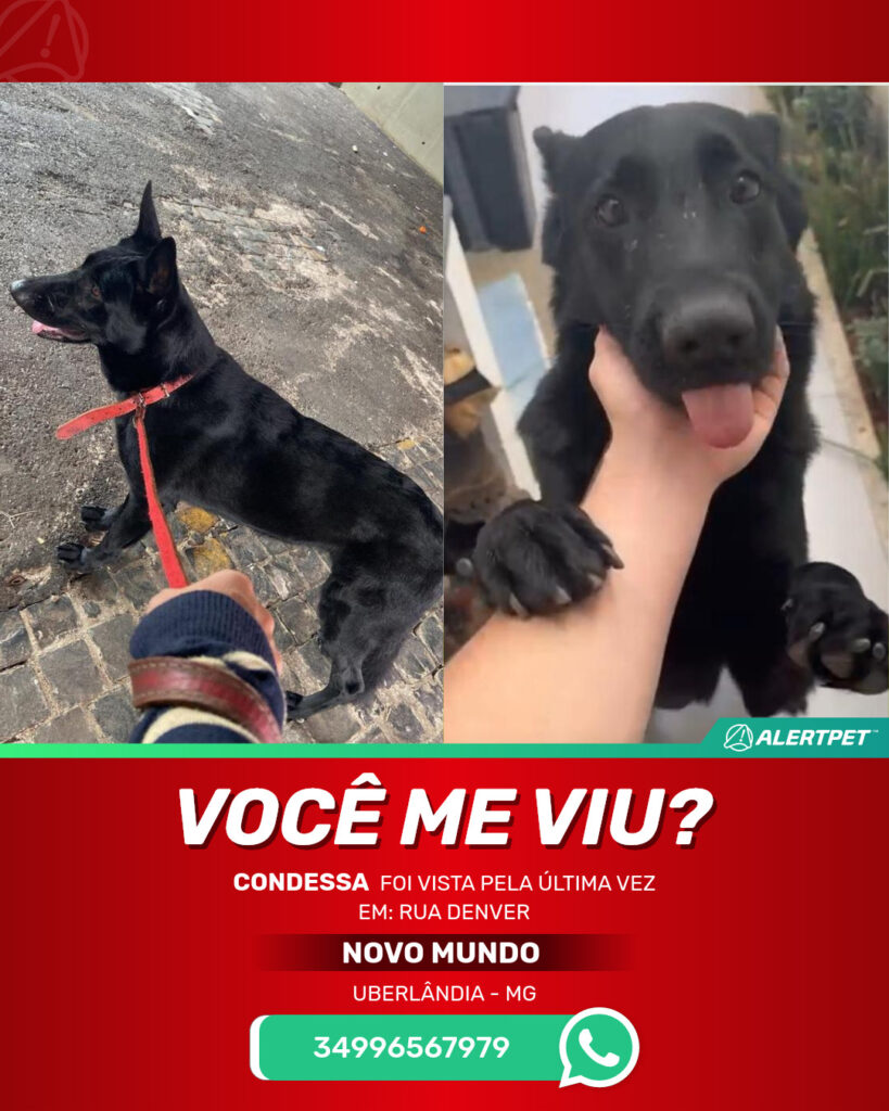 condessa-cachorro-desaparecido-uberlandia-30-09-2025_lost_image