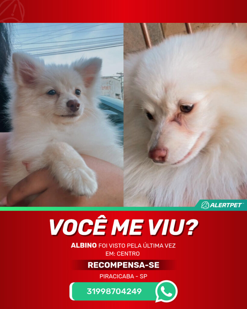 dayanne-monteiro-de-oliveira-cachorro-desaparecido-piracicaba-27-09-2025_lost_image