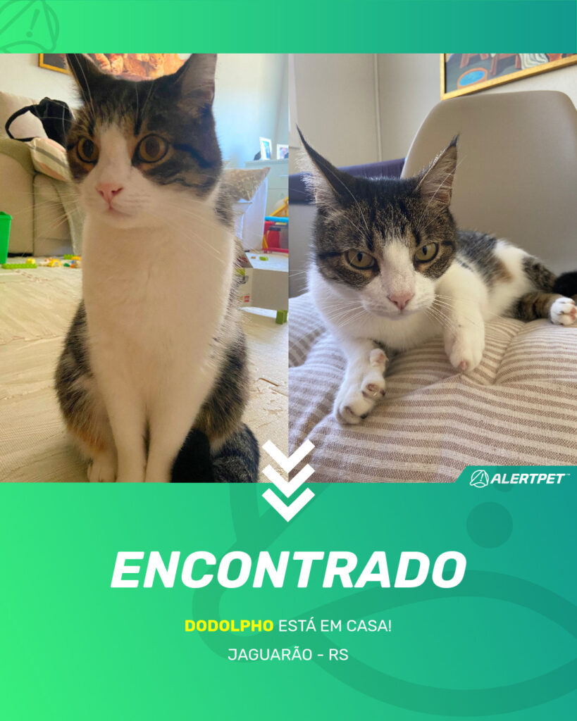 dodolpho-gato-desaparecido-jaguarao-16-09-2025_found_image