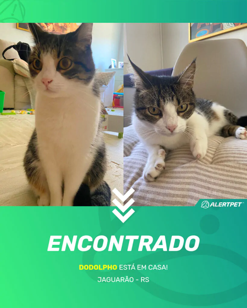dodolpho-gato-desaparecido-jaguarao-16-09-2025_found_image