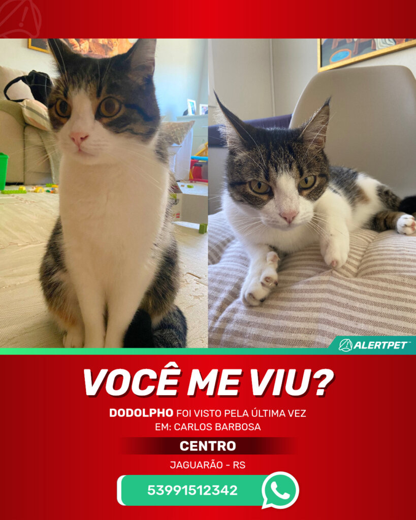 dodolpho-gato-desaparecido-jaguarao-16-09-2025_lost_image