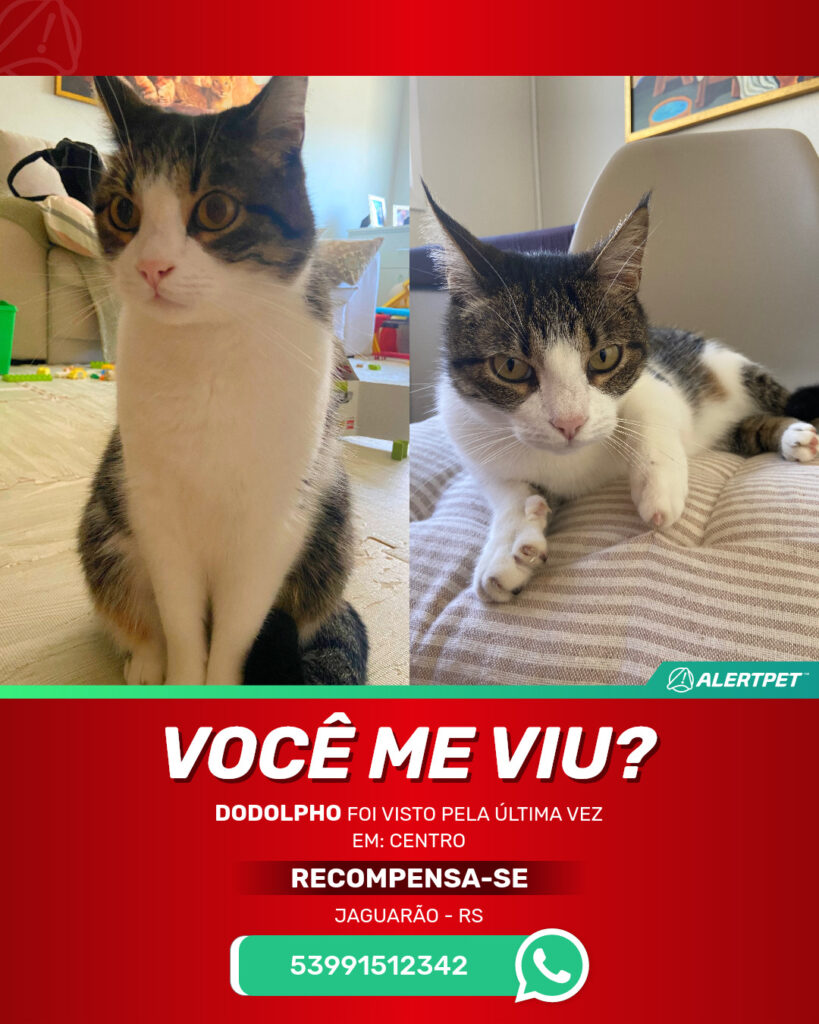 dodolpho-gato-desaparecido-jaguarao-16-09-2025_lost_image