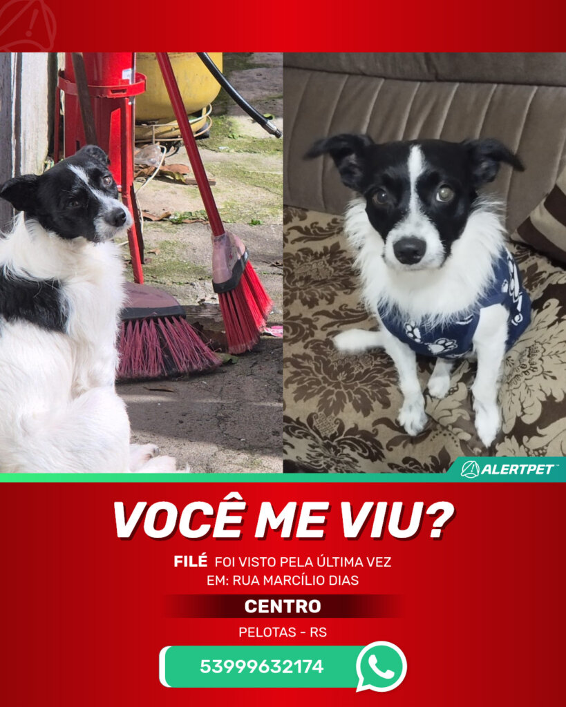 file-cachorro-desaparecido-pelotas-16-09-2025_lost_image