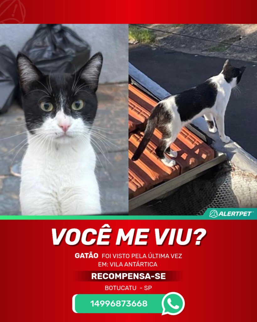 gatao-gato-desaparecido-botucatu-11-09-2025_lost_image