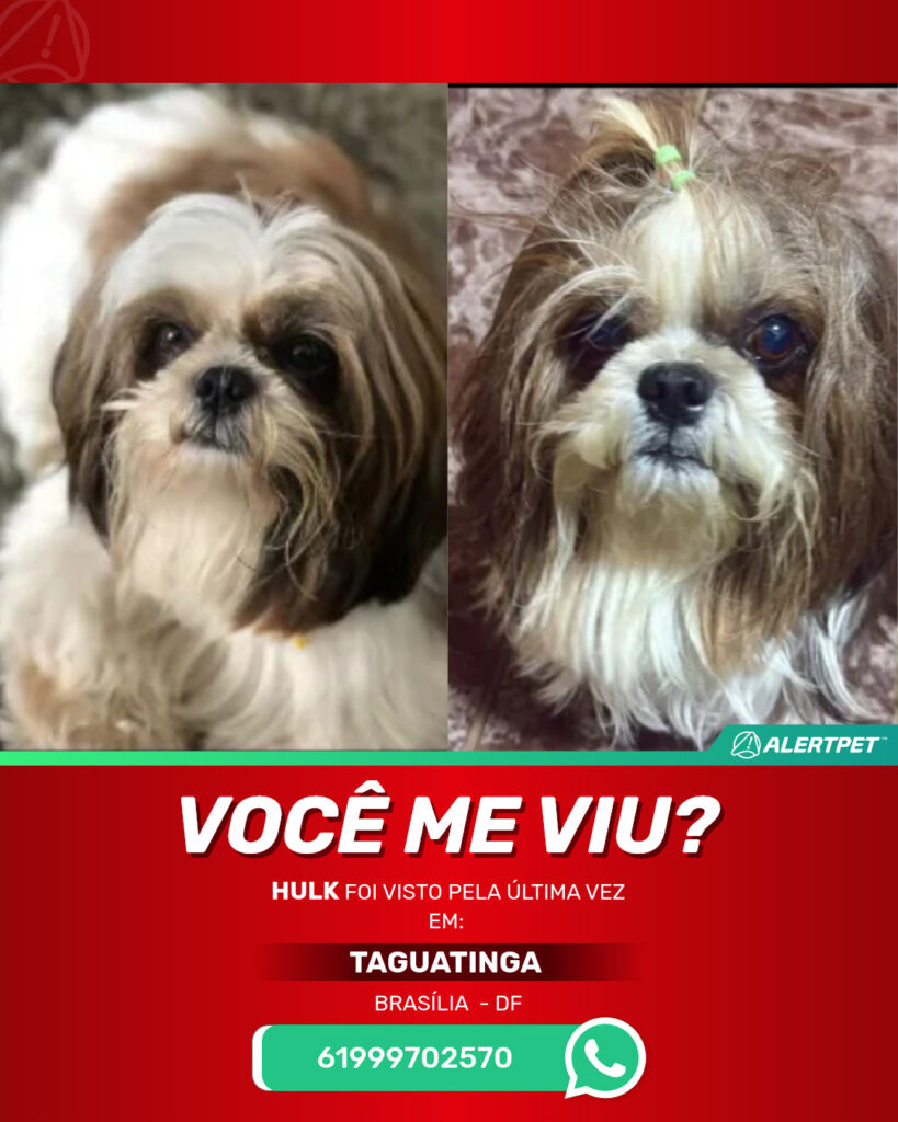 hulk-cachorro-desaparecido-brasilia-11-09-2025_lost_image