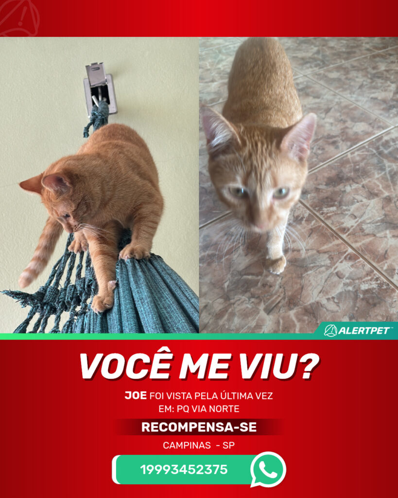 joe-gato-desaparecido-campinas-01-09-2025_lost_image