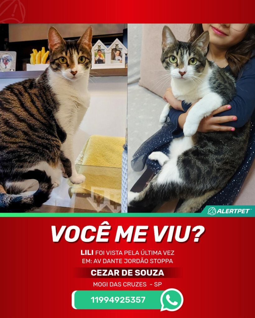 lili-gato-desaparecido-mogi-das-cruzes-11-09-2025_lost_image