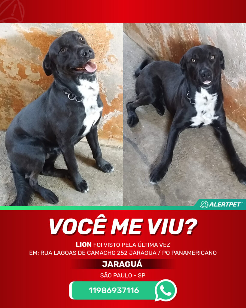lion-cachorro-desaparecido-sao-paulo-12-09-2025_lost_image