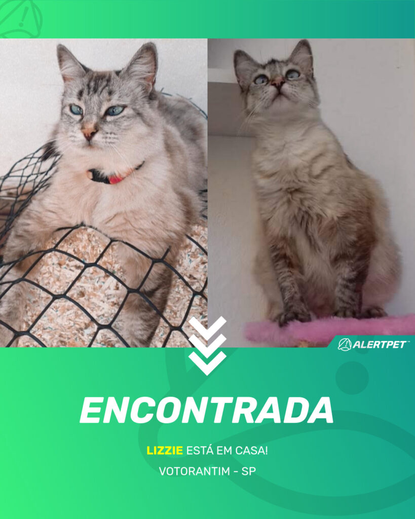 lizzie-gato-desaparecido-votorantim-08-09-2025_found_image