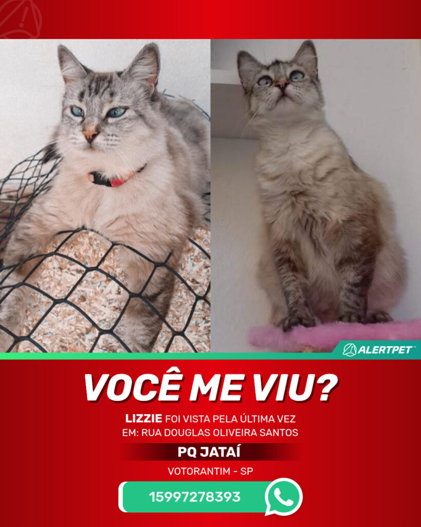 lizzie-gato-desaparecido-votorantim-08-09-2025_lost_image