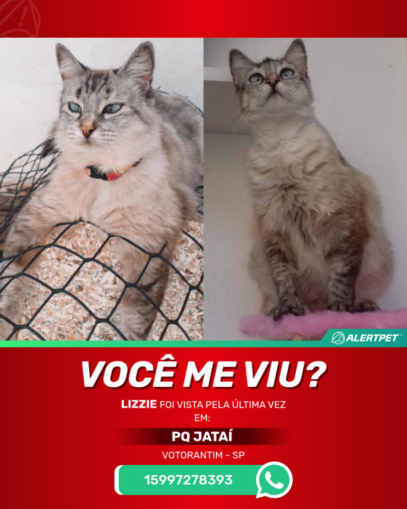 lizzie-gato-desaparecido-votorantim-08-09-2025_lost_image
