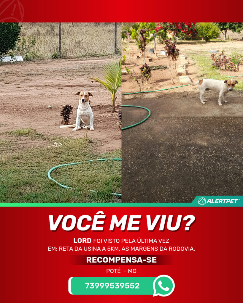 lord-cachorro-desaparecido-pote-23-09-2025_lost_image