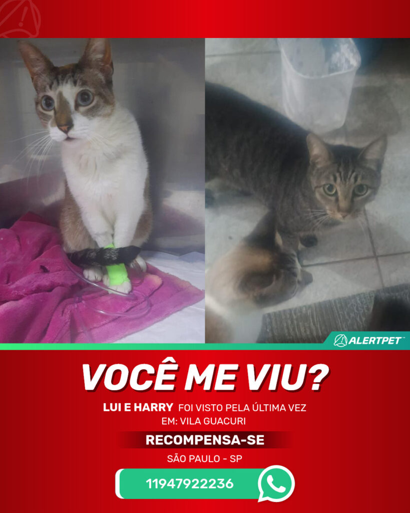 lui-e-harry-gato-desaparecido-sao-paulo-01-09-2025_lost_image
