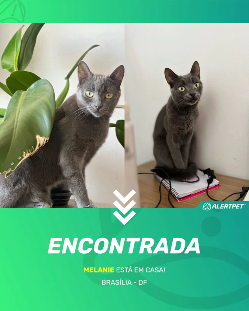 melanie-gato-desaparecido-brasilia-14-09-2025_found_image