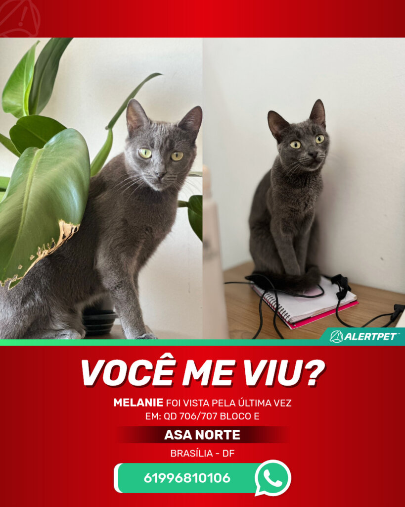 melanie-gato-desaparecido-brasilia-14-09-2025_lost_image