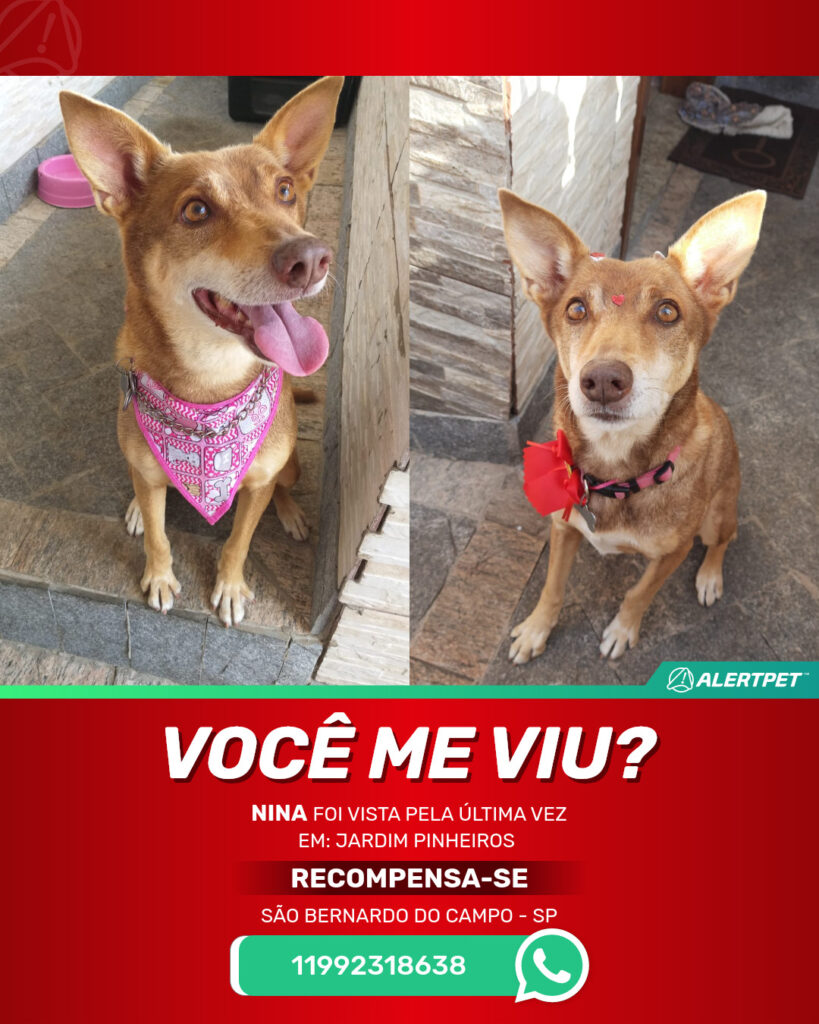 nina-cachorro-desaparecido-sao-bernardo-do-campo-01-09-2025_lost_image