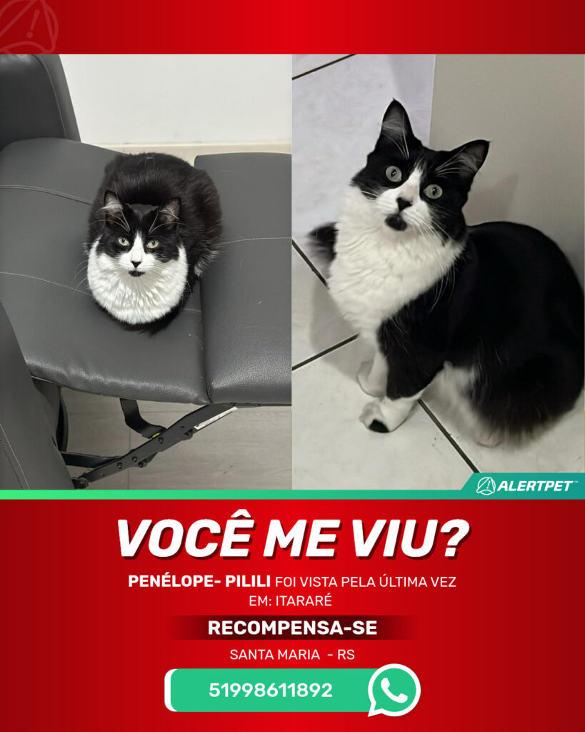 penelope-pilili-gato-desaparecido-santa-maria-27-09-2025_lost_image