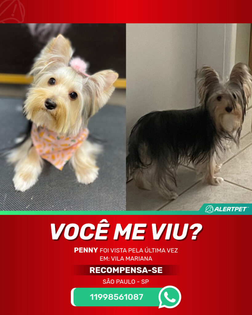 penny-cachorro-desaparecido-sao-paulo-04-09-2025_lost_image
