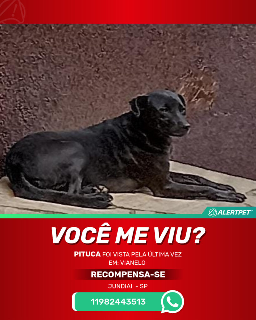 pituca-cachorro-desaparecido-jundiai-05-09-2025_lost_image