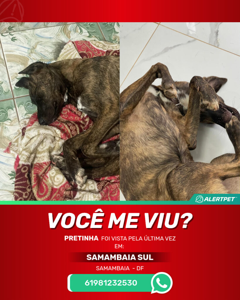 pretinha-cachorro-desaparecido-samambaia-09-09-2025_lost_image