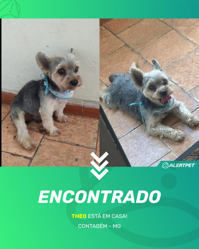 theo-cachorro-desaparecido-contagem-10-09-2025_found_image