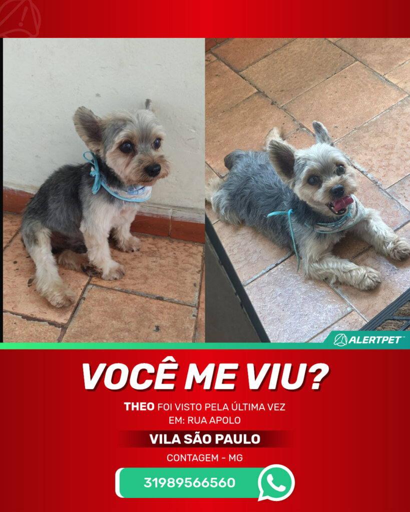 theo-cachorro-desaparecido-contagem-10-09-2025_lost_image