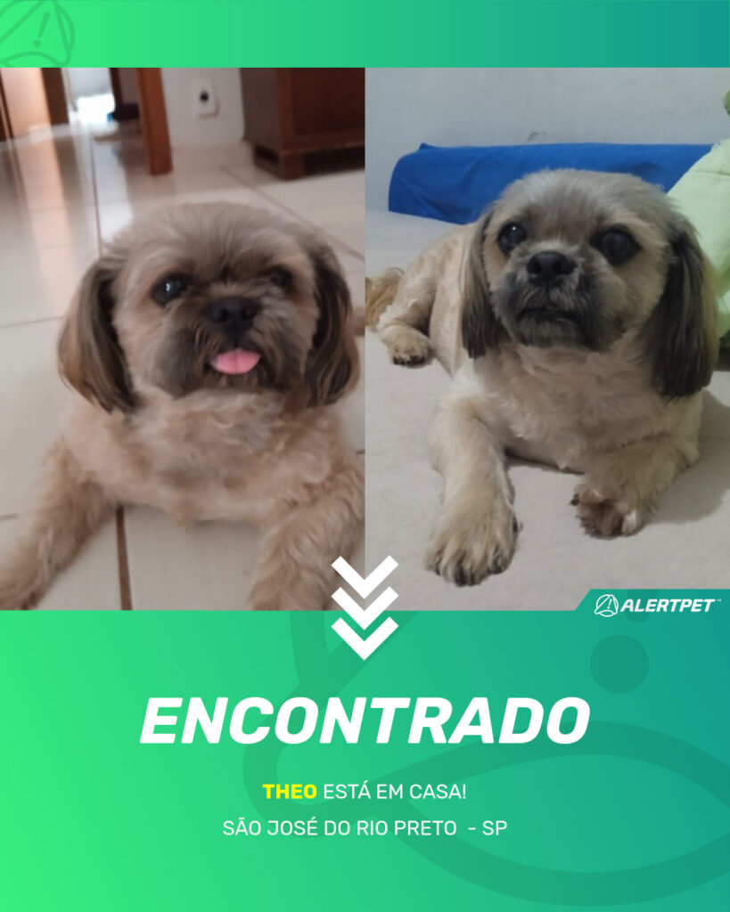 theo-cachorro-desaparecido-sao-jose-do-rio-preto-29-09-2025_found_image
