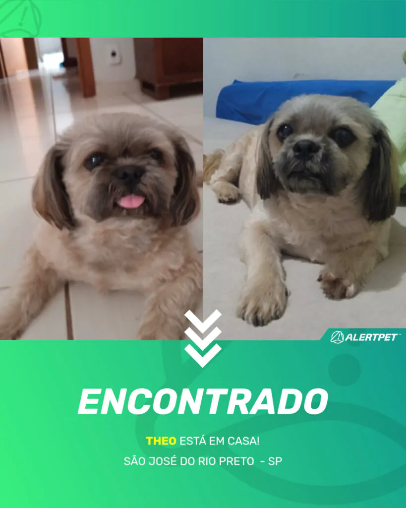 theo-cachorro-desaparecido-sao-jose-do-rio-preto-29-09-2025_found_image
