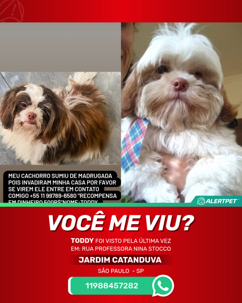 toddy-cachorro-desaparecido-sao-paulo-06-09-2025_lost_image