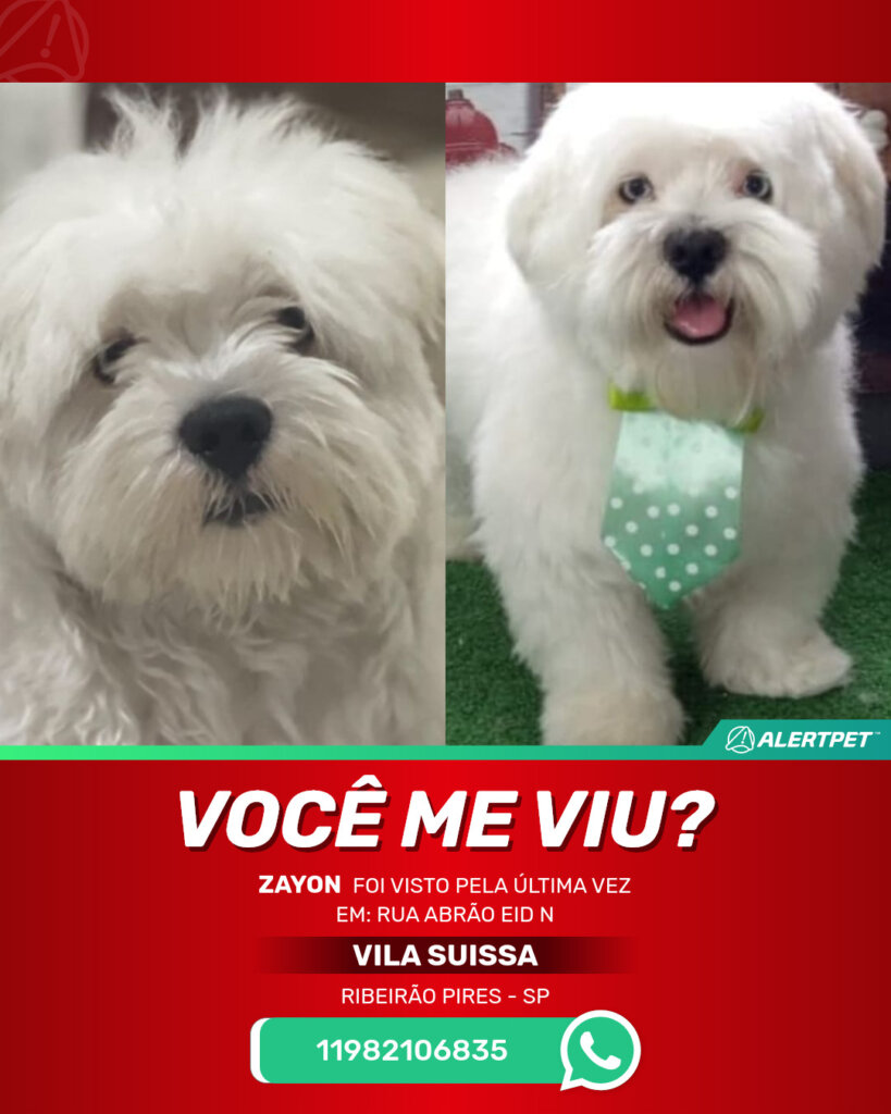 zayon-cachorro-desaparecido-ribeirao-pires-01-09-2025_lost_image