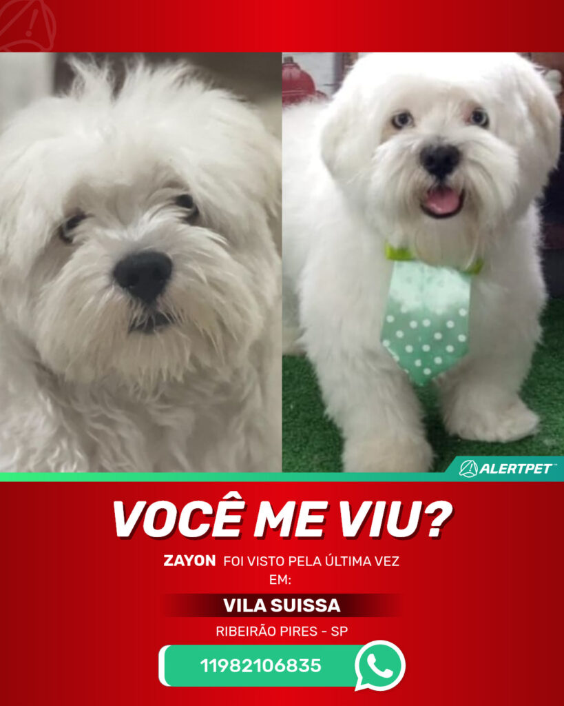 zayon-cachorro-desaparecido-ribeirao-pires-01-09-2025_lost_image