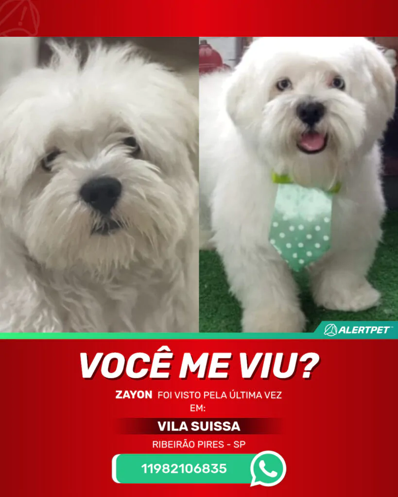 zayon-cachorro-desaparecido-ribeirao-pires-01-09-2025_lost_image