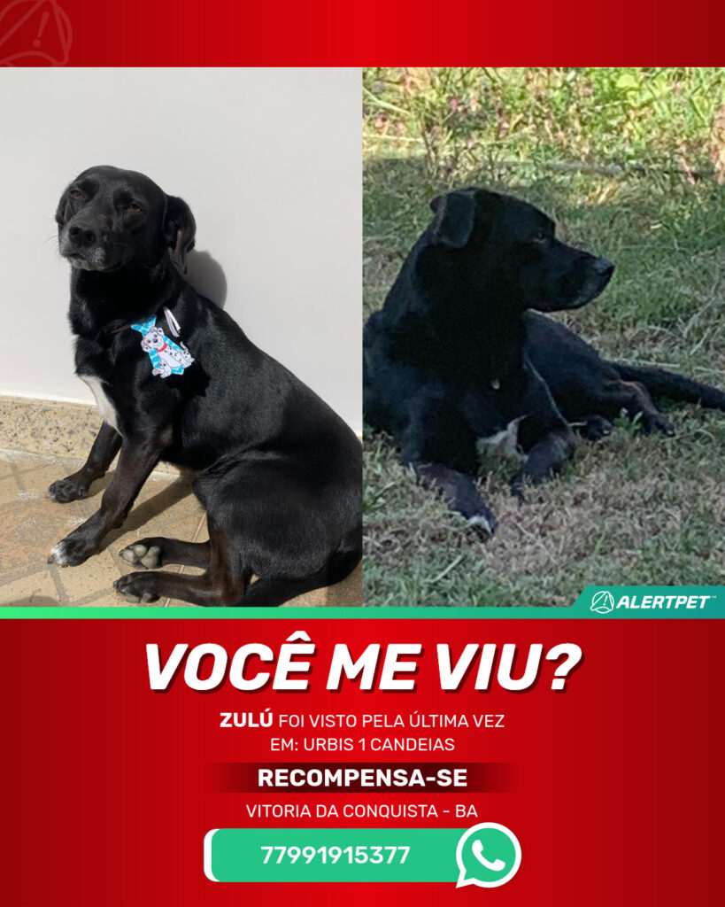 zulu-cachorro-desaparecido-vitoria-da-conquista-18-09-2025_lost_image