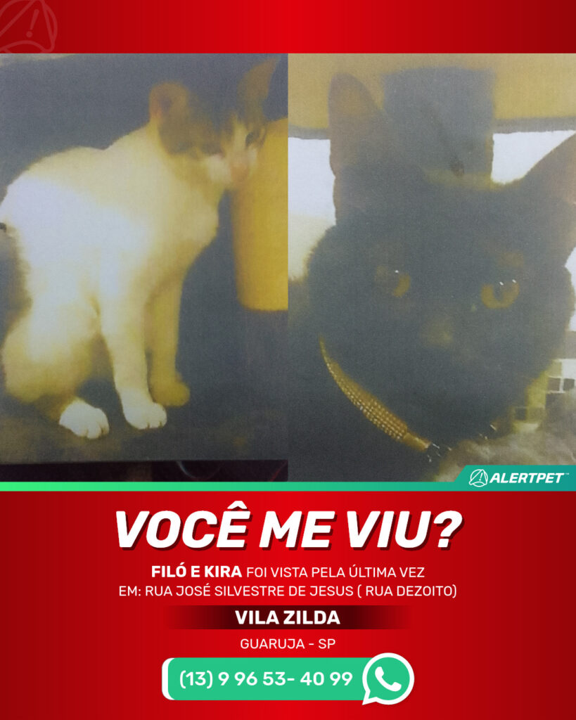 2-gatinhas-irmas-sempre-juntas-filo-e-kira-gato-desaparecido-guaruja-18-10-2025_lost_image